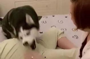 哈哥被爆料视频大全最新,揭秘背后真相与争议